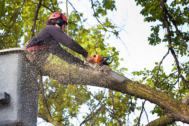 Tree Root Removal in Mannford, OK